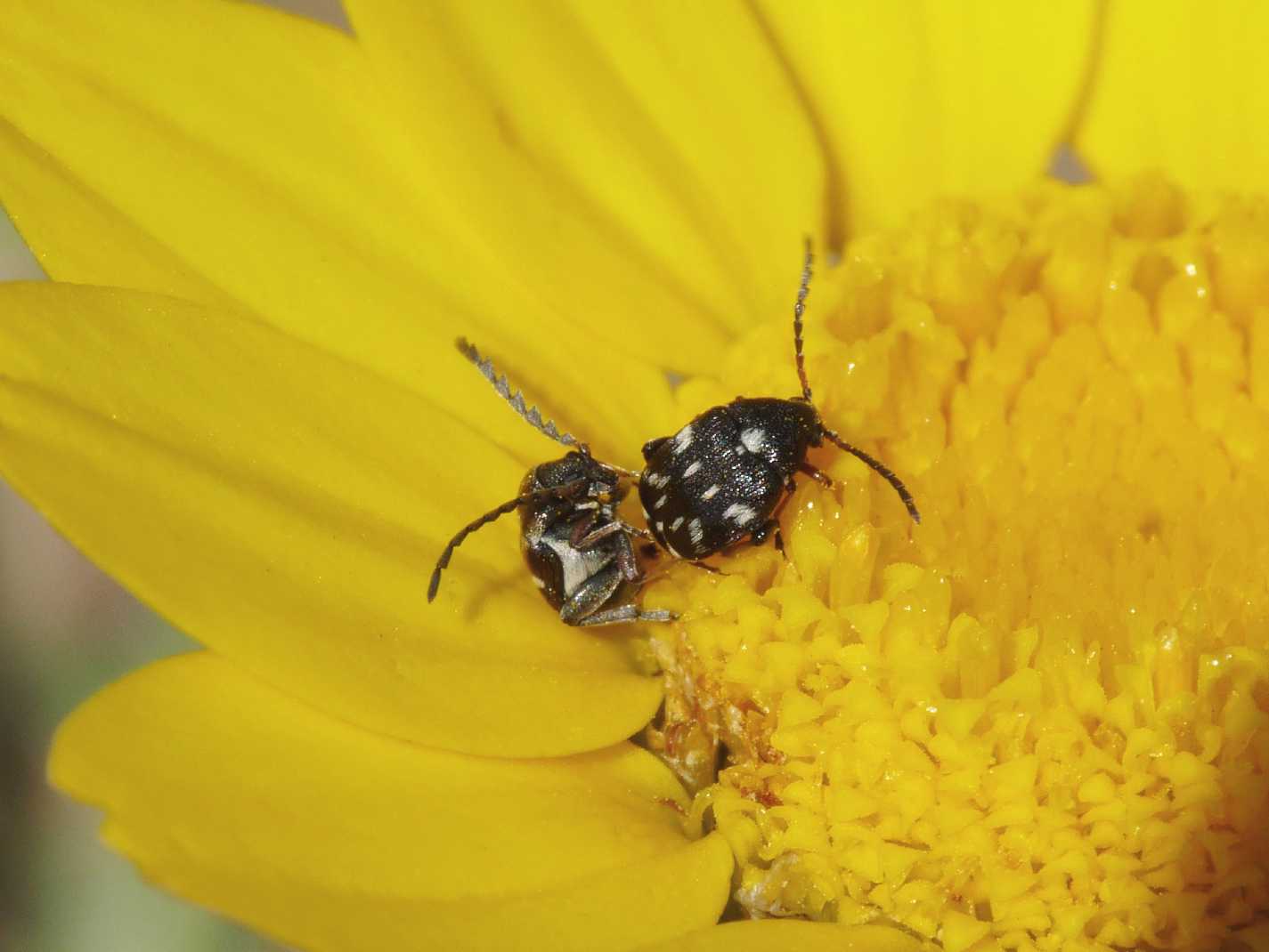 Piccolo dramma: femmina di Chrysomelidae Bruchinae predata da Xisticus sp.